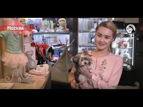 Видео: Как ухаживать за бивер йоркширским терьером с косметикой Doctor VIC