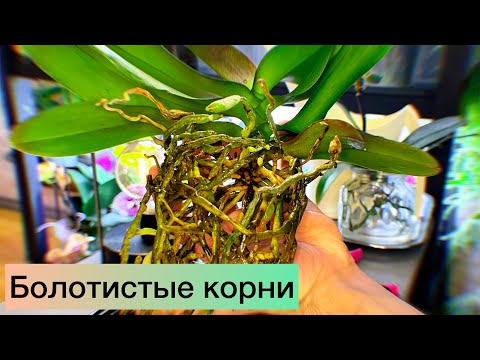 Видео: Было предчувствие… Корни начали ГНИТЬ. Оставлю орхидею без грунта, чтоб посмотреть на динамику.