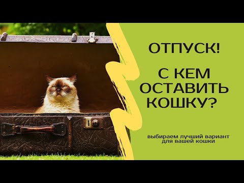 Видео: С кем оставить кота на время отпуска или отъезда