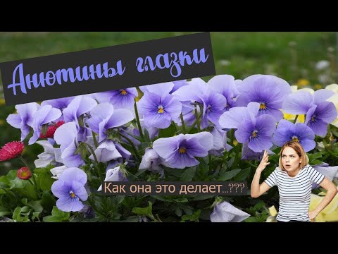 Видео: Анютины глазки| Виола| Полимерная глина| Мастер-класс|