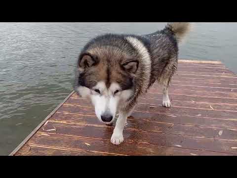 Видео: Маламут всемогущий 😂🐾🐻❤️🍁 #маламут #животные #malamute #собака  VID_20251014_133847