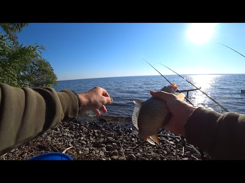 Видео: Сазан та плітка 🐟🐋 Риболовля в новому місці на ВОДОСХОВИЩІ