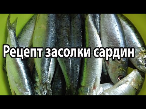 Видео: Рецепт засолки сардин