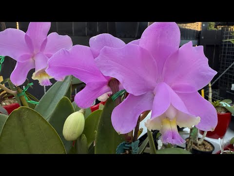 Видео: Обзор цветения Орхидей Август 2025 
