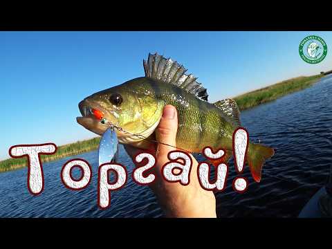 Видео: ПОКЛЁВКА ЩУКИ НА КАЖДОМ ЗАБРОСЕ! ЖИВЦА ГЛОТАЮТ ОТБОРНЫЕ ОКУНИ ГОЛОДНЫЕ ЩУКИ, ШОРТАНДЫ РЫБАЛКА ТОРГАЙ