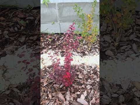 Видео: 2 ноября 2025 г.