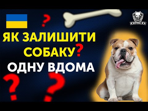 Видео: 🇺🇦Як залишити собаку одну вдома?!? | Корисні поради та лайфхаки від професіоналів