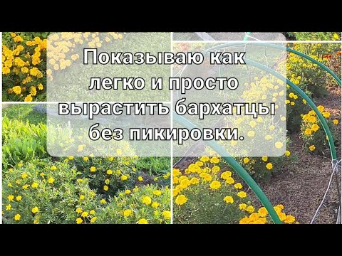 Видео: Сажаем Бархатцы (тагетес)  так, что бы обойтись без пикировки. Как вырастить Бархатцы без заморочек.