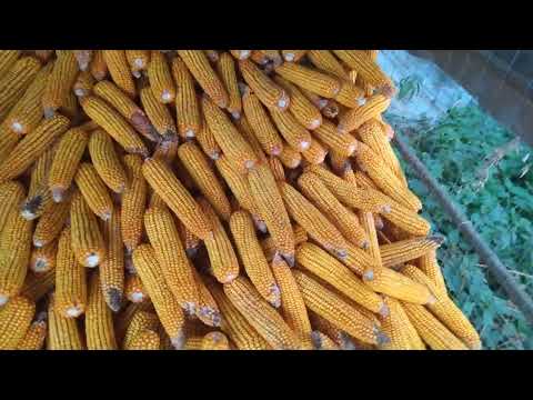 Видео: Убираем кукурузу