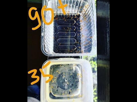 Видео: Когда родит рыбка?