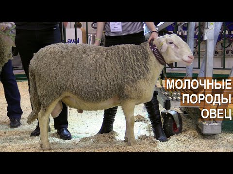 Видео: Молочные породы овец. Презентация на выставке Агроферма-2019