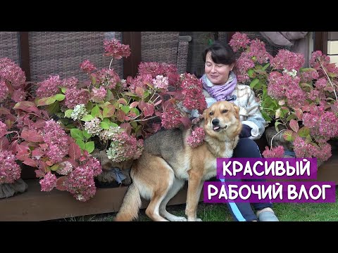 Видео: ПОЦВЕЛИ - и ХВАТИТ. Кого на балкон, кого в подвал, а кого в компост! И самые красивые растения осени