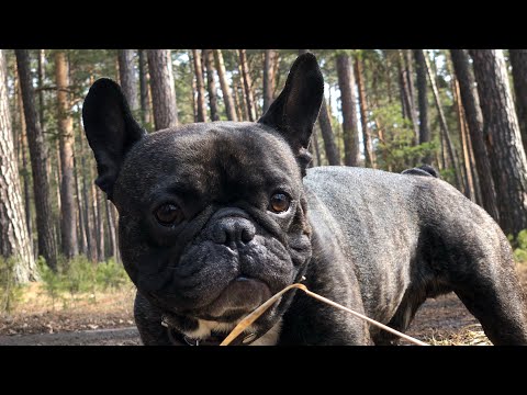 Видео: Бешенство - не шутки | Французский бульдог Олег