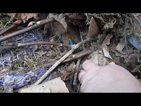 Видео: Крупнолистные гортензии🌿🌿 в открытом грунте под моим укрытием после морозной зимы ❄❄