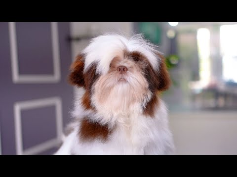 Видео: Ты милая, даже без стрижки!! ✂️❤️🐶