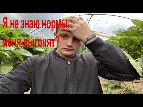 Видео: Норма по сборе клубники. Работа в Англии.