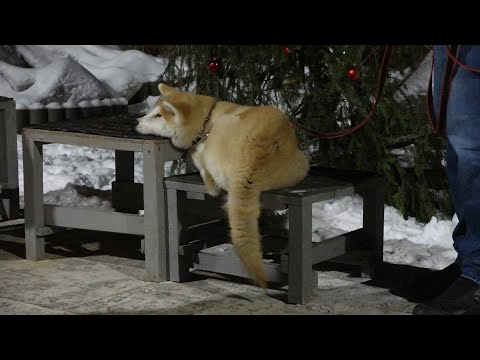 Видео: ДТ-113. Дрессировка щенка акиты-ину. Основы.