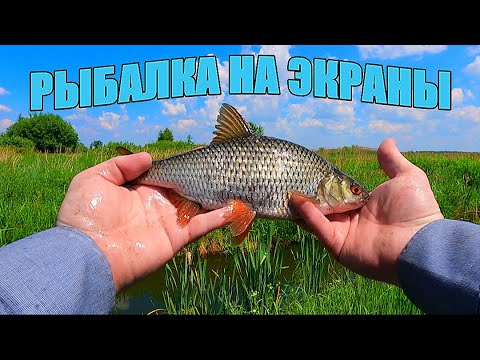 Видео: НАЛОВИЛ КРУПНЯКА. Удачная рыбалка на экраны-телевизоры.