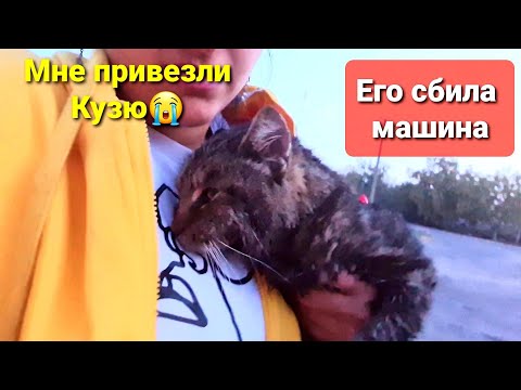 Видео: Привезли опять сбитого машиной кота😭 он тяжелый