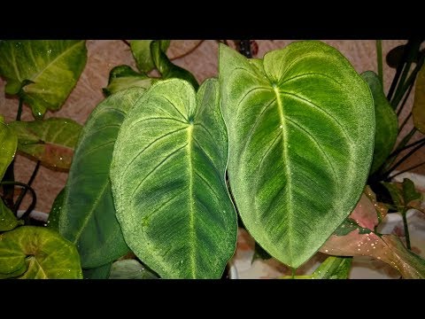 Видео: Мои сингониумы  //  Советы по уходу