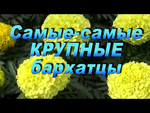 Видео: Два самых КРУПНОЦВЕТКОВЫХ гибрида бархатцев. Обязательно попробуйте!