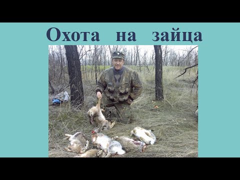 Видео: Удачная охота на зайца