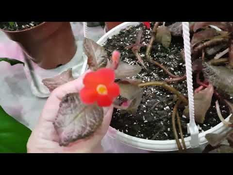 Видео: Дом в цветах//Комнатные цветы. Цветочки с одного окна.