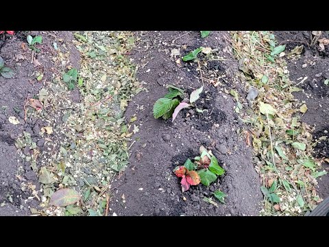 Видео: Роблю грядки для полуниці. Інжир. І поговоримо. приєднуйтесь. @-sunflowers 