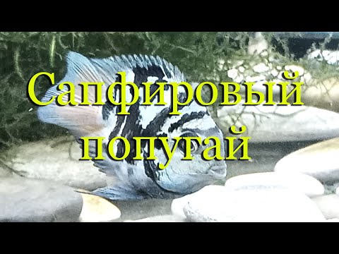 Видео: Сапфировый попугай (Попугай голубая панда): содержание, разведение, половые отличия (различия).