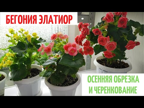 Видео: БЕГОНИЯ ЭЛАТИОР 🌺 Осенняя ОБРЕЗКА  и ЧЕРЕНКОВАНИЕ