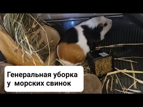 Видео: Генералим клетку морских свинок.