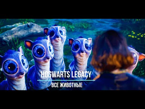 Видео: Hogwarts Legacy   Фантастические твари и где они обитают