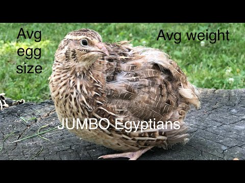 Видео: Все о крупных египетских перепелах