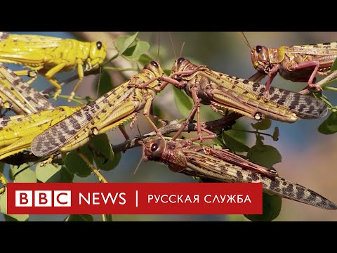 Видео: Нашествие саранчи: как они заставляют фермеров голодать | Документальный фильм Би-би-си