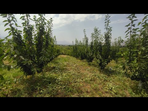 Видео: Кузгу гиластардын жашыл бутоосу