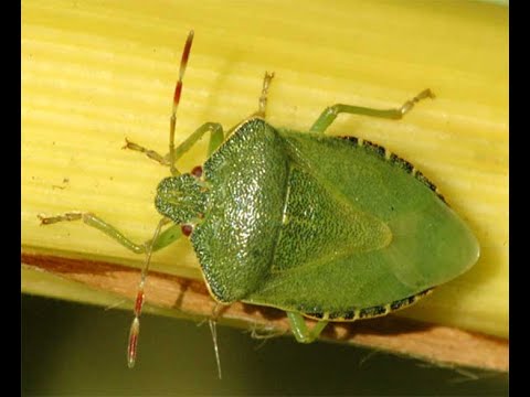 Видео: Борба, без химия и отрови, срещу миризливките в зеленчуковата градина