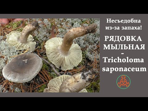 Видео: Несъедобна из-за запаха! Рядовка мыльная - Tricholoma  saponaceum.