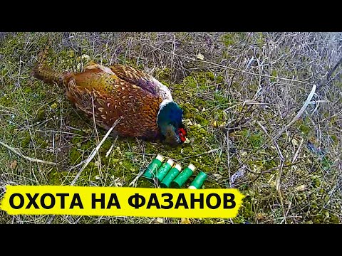 Видео: Охота фазанов, уток и зайцев. В поисках охотничьих трофеев. (Охотник и рыболов)