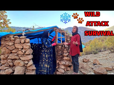 Видео: «Нападение диких животных». Бездомная мать построила хижину, стены и окна для защиты.