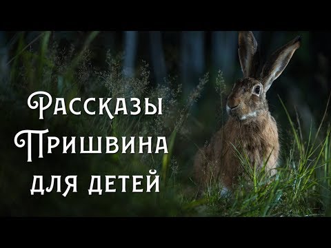 Видео: Рассказы Пришвина для детей