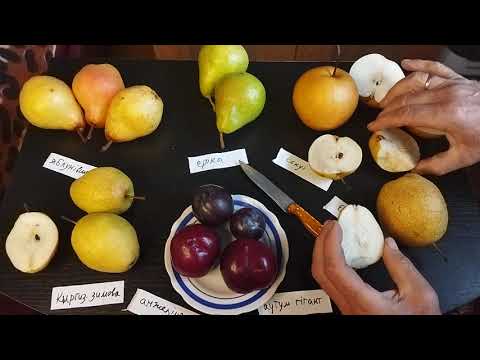 Видео: Дегустація груш і слив на початку зими.