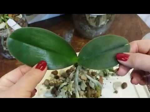 Видео: ОРХИДЕИ после пересадки. полив....и пересадка мини орхидейки..13.04.2020.