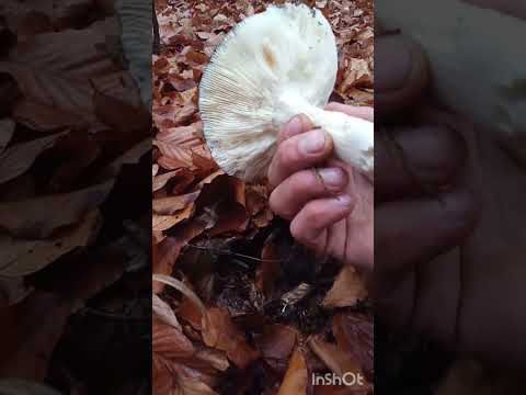 Видео: Вже холодно але  ще ростуть різні види грибів