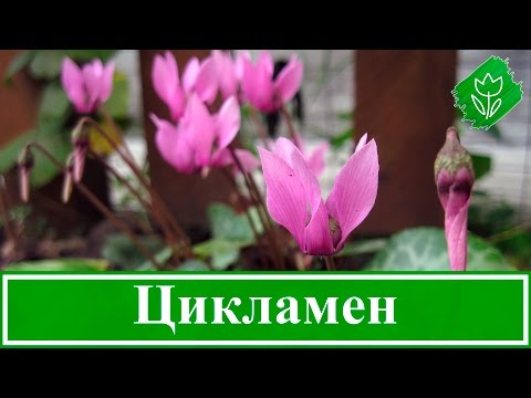 Видео: Уход за цикламеном в домашних условиях