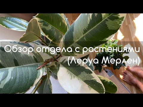 Видео: Обзор отдела с растениями в Леруа Мерлен (Лемана ПРО)