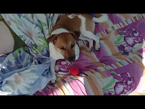 Видео: Бігає від папараці... 