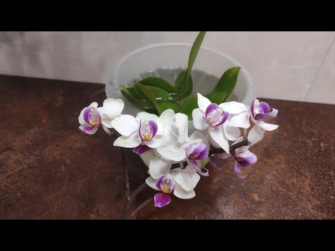 Видео: 15.01.22.новые уцененные ОРХИДЕИ..обработка Топазом и посадка.