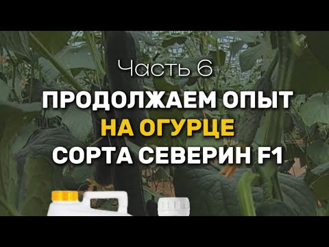 Видео: Корневая обработка удобрениями (NPK) на огурце, Часть 6