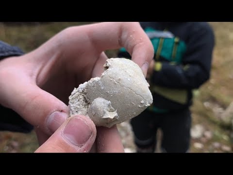 Видео: Как искать окаменелости! ГАЙД!