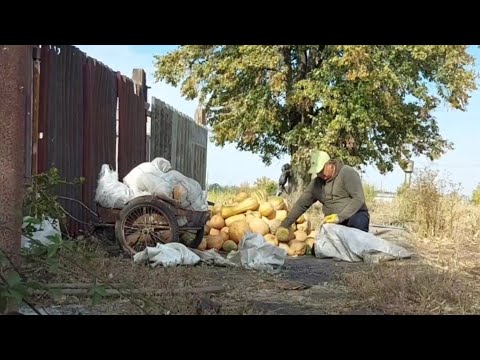 Видео: Занёс гарбузы. Наготовил на 2 недели.